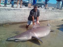 Image result for Odontaspis ferox