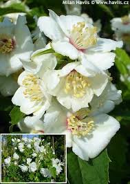 Attēlu rezultāti vaicājumam “Philadelphus lemoinei”