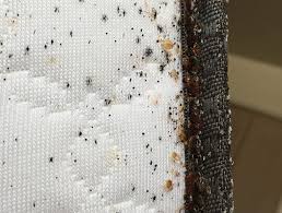 Image result for bed bugs