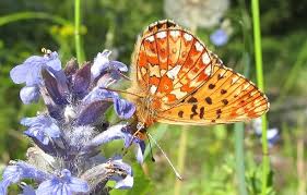Attēlu rezultāti vaicājumam “Clossiana euphrosyne”