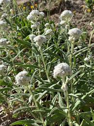 Attēlu rezultāti vaicājumam “Anaphalis margaritacea”