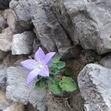 Image result for Campanula isophylla