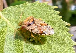 Attēlu rezultāti vaicājumam “Elasmucha grisea imago”