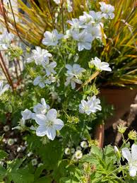 Attēlu rezultāti vaicājumam “Geranium sylvaticum flower”