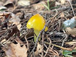 Attēlu rezultāti vaicājumam “Hygrocybe acutoconica”