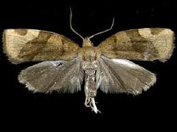 Attēlu rezultāti vaicājumam “Pandemis cerasana”