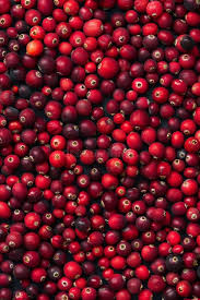 Attēlu rezultāti vaicājumam “Oxycoccus”