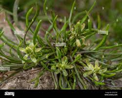 Attēlu rezultāti vaicājumam “Myosurus minimus flower”