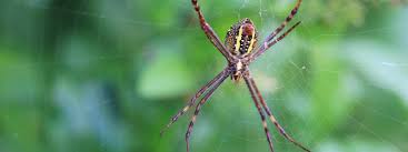 Image result for st andrews cross spider