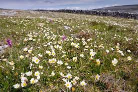 Attēlu rezultāti vaicājumam “Glaux maritima flower”