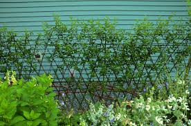 Attēlu rezultāti vaicājumam “Salix myrsinifolia leaf”