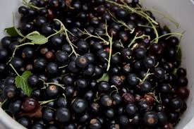 Attēlu rezultāti vaicājumam “Cirsium acaule fruit”