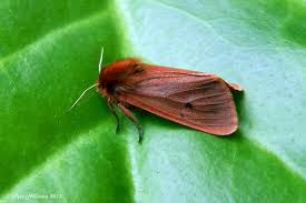 Attēlu rezultāti vaicājumam “Phragmatobia fuliginosa”