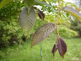 Attēlu rezultāti vaicājumam “Ulmus laevis leaf”