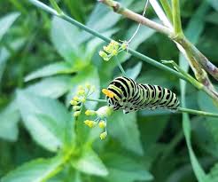 Attēlu rezultāti vaicājumam “Papilio machaon larva”
