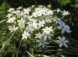 Attēlu rezultāti vaicājumam “Ornithogalum umbellatum”