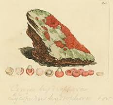 Attēlu rezultāti vaicājumam “Nectria peziza”