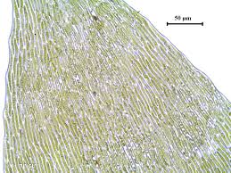 Attēlu rezultāti vaicājumam “Pseudotaxiphyllum elegans”
