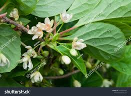 Attēlu rezultāti vaicājumam “Schisandra chinensis flower”