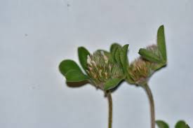 Attēlu rezultāti vaicājumam “Trifolium medium bud”