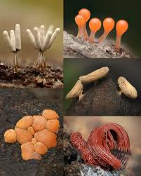 Attēlu rezultāti vaicājumam “Leocarpus sp.”