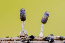 Attēlu rezultāti vaicājumam “Diachea leucopodia”