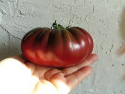 Afbeeldingsresultaat voor black sea man tomato