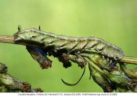 Attēlu rezultāti vaicājumam “Cucullia fraudatrix”