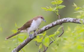 Image result for Coccyzus erythropthalmus