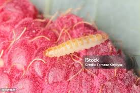 Attēlu rezultāti vaicājumam “Byturidae”