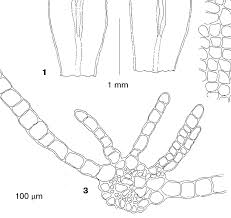 Attēlu rezultāti vaicājumam “Atrichum flavisetum”