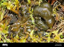 Attēlu rezultāti vaicājumam “Nostoc commune”