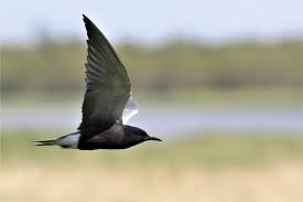 Attēlu rezultāti vaicājumam “Chlidonias niger”