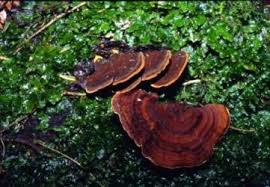 Attēlu rezultāti vaicājumam “Hymenochaete tabacina”