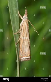 Attēlu rezultāti vaicājumam “Chrysoteuchia culmella”