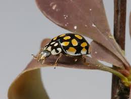 Attēlu rezultāti vaicājumam “Sospita vigintiguttata”