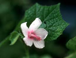 Attēlu rezultāti vaicājumam “Reticularia lobata young”