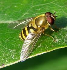 Attēlu rezultāti vaicājumam “Syrphus sp. imago”