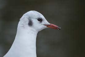 Attēlu rezultāti vaicājumam “Larus ridibundus adult”