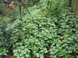 Attēlu rezultāti vaicājumam “Lamiastrum galeobdolon bud”