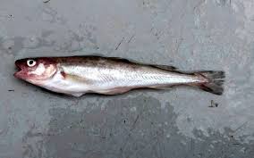 Image result for Microgadus tomcod