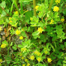 Attēlu rezultāti vaicājumam “Trifolium dubium bud”