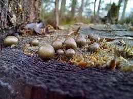 Attēlu rezultāti vaicājumam “Lycogala botrydium young”