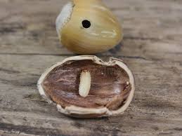 Attēlu rezultāti vaicājumam “Curculio nucum”