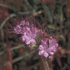 Attēlu rezultāti vaicājumam “Phacelia tanacetifolia”