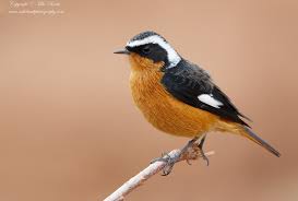 Image result for Phoenicurus moussieri