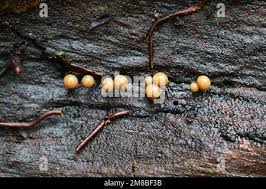 Attēlu rezultāti vaicājumam “Hemitrichia clavata spores”