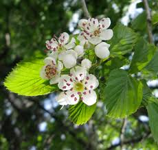 Attēlu rezultāti vaicājumam “Crataegus macracantha flower”