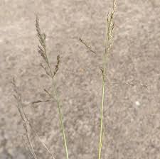 Attēlu rezultāti vaicājumam “Puccinellia distans”