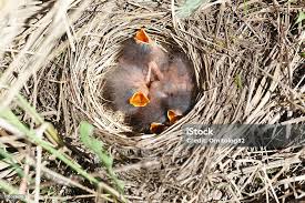Attēlu rezultāti vaicājumam “Anthus trivialis”
